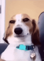 dog-smile-shyboos2-ezgif.com-video-to-gif-converter (1) (1).gif