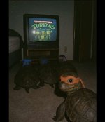 turtle ninja.jpg