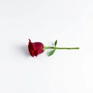 Rose™