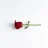 Rose™